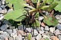 Dolomedes_fimbriatus_D5093_Z_92_Canal du Nivernais_Frankrijk